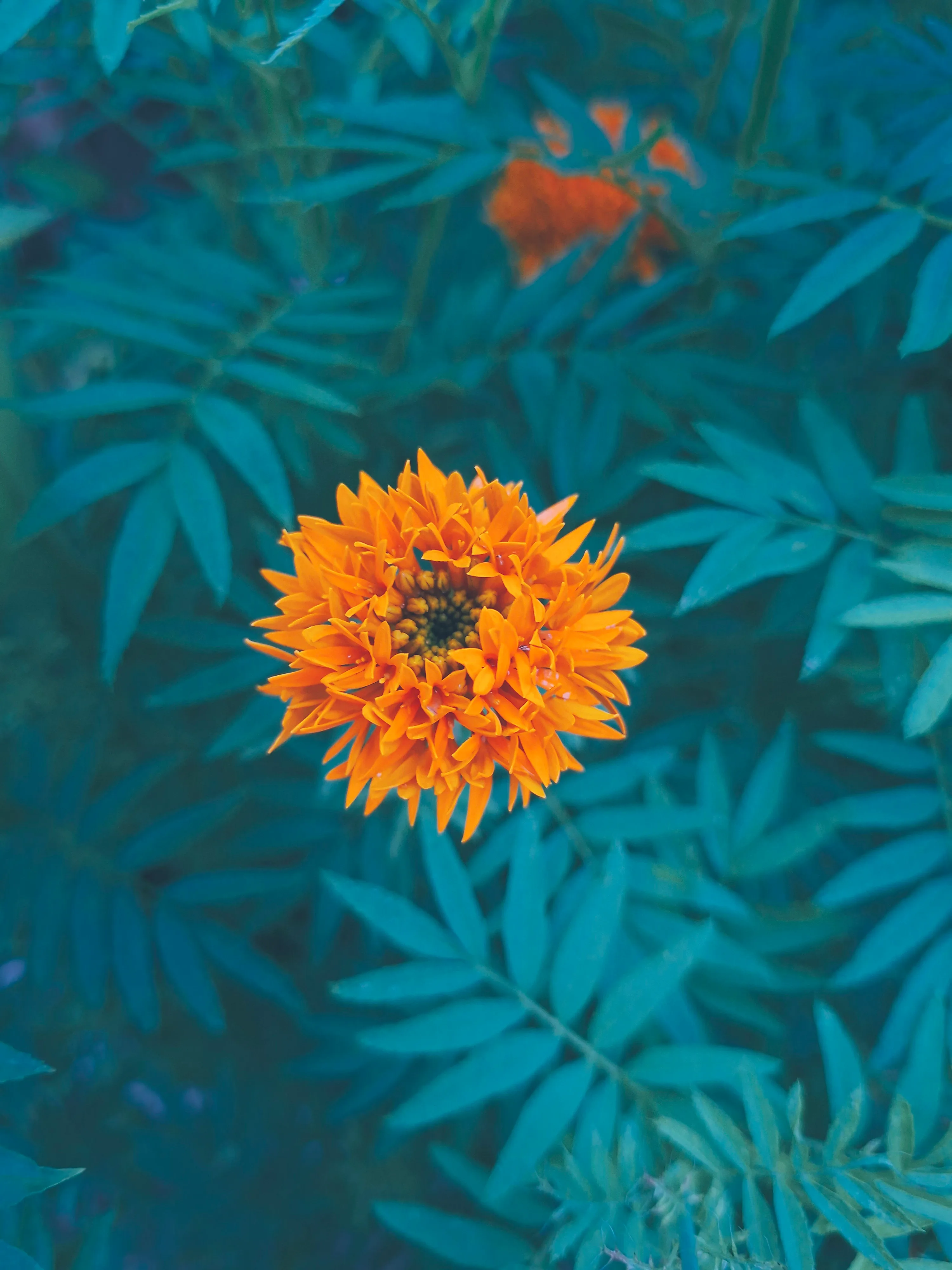 Orange marigold in close-up against dark green leaves
